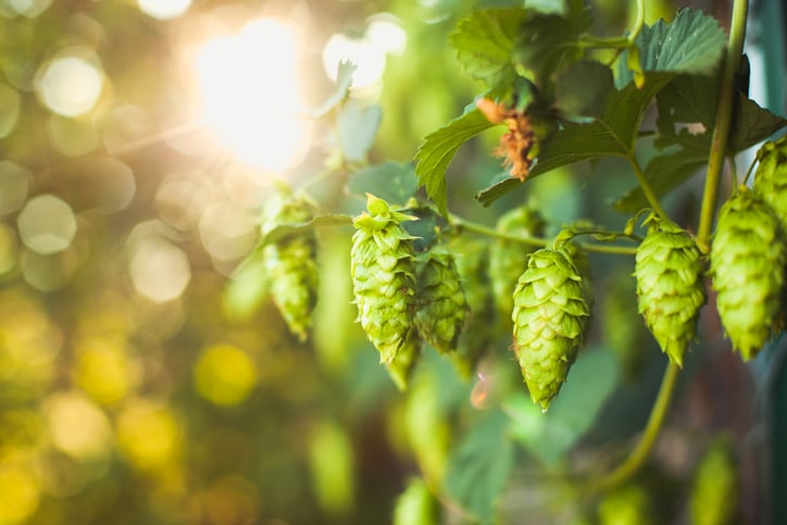Suntory uncovers key sex-determining gene in hops to advance breeding potential
