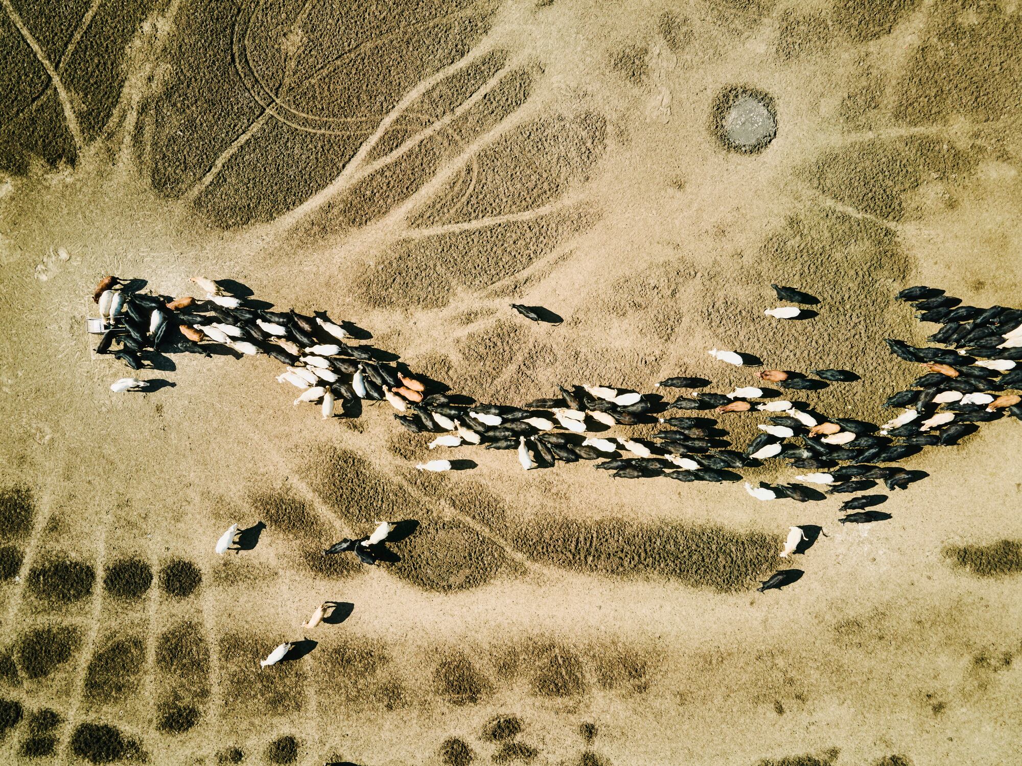 Livestock waste to power: Verta Bioenergy aims to triple biomass pellet output in the Philippines