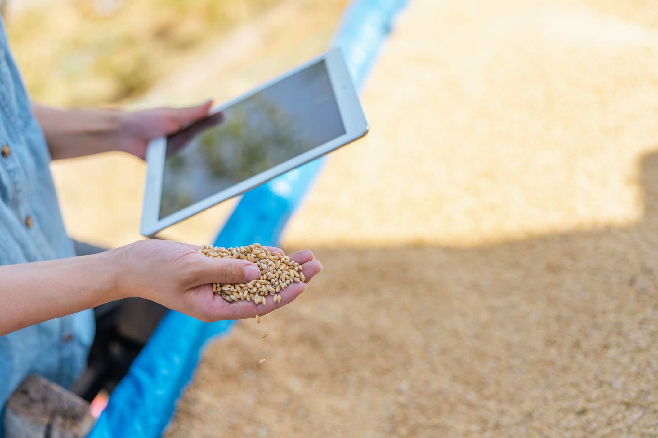 Innovation in K-seeds: South Korea launches digital breeding platform to boost competitiveness