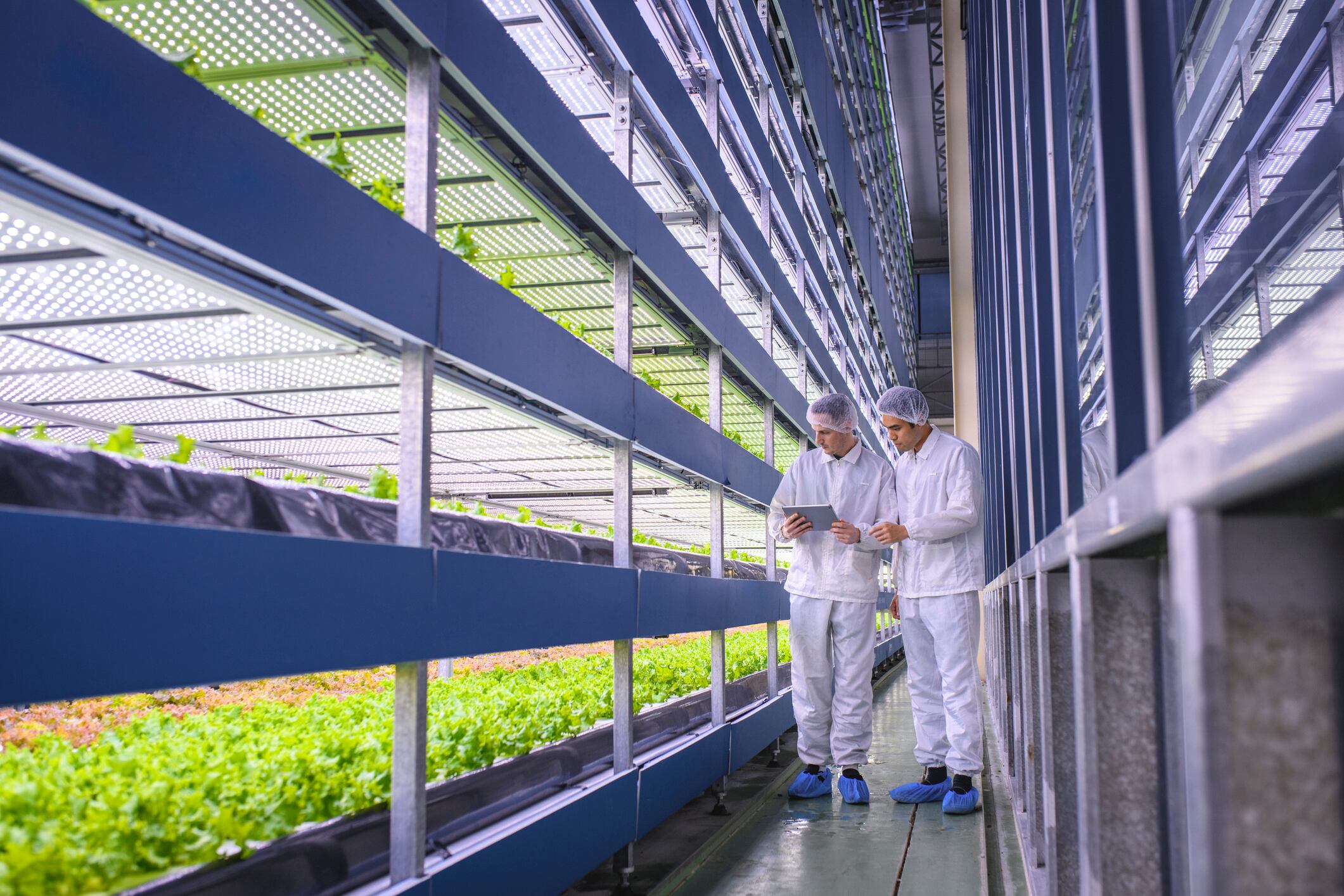Vertical farming: Planet Farms celebrates UK listing amid sector struggles