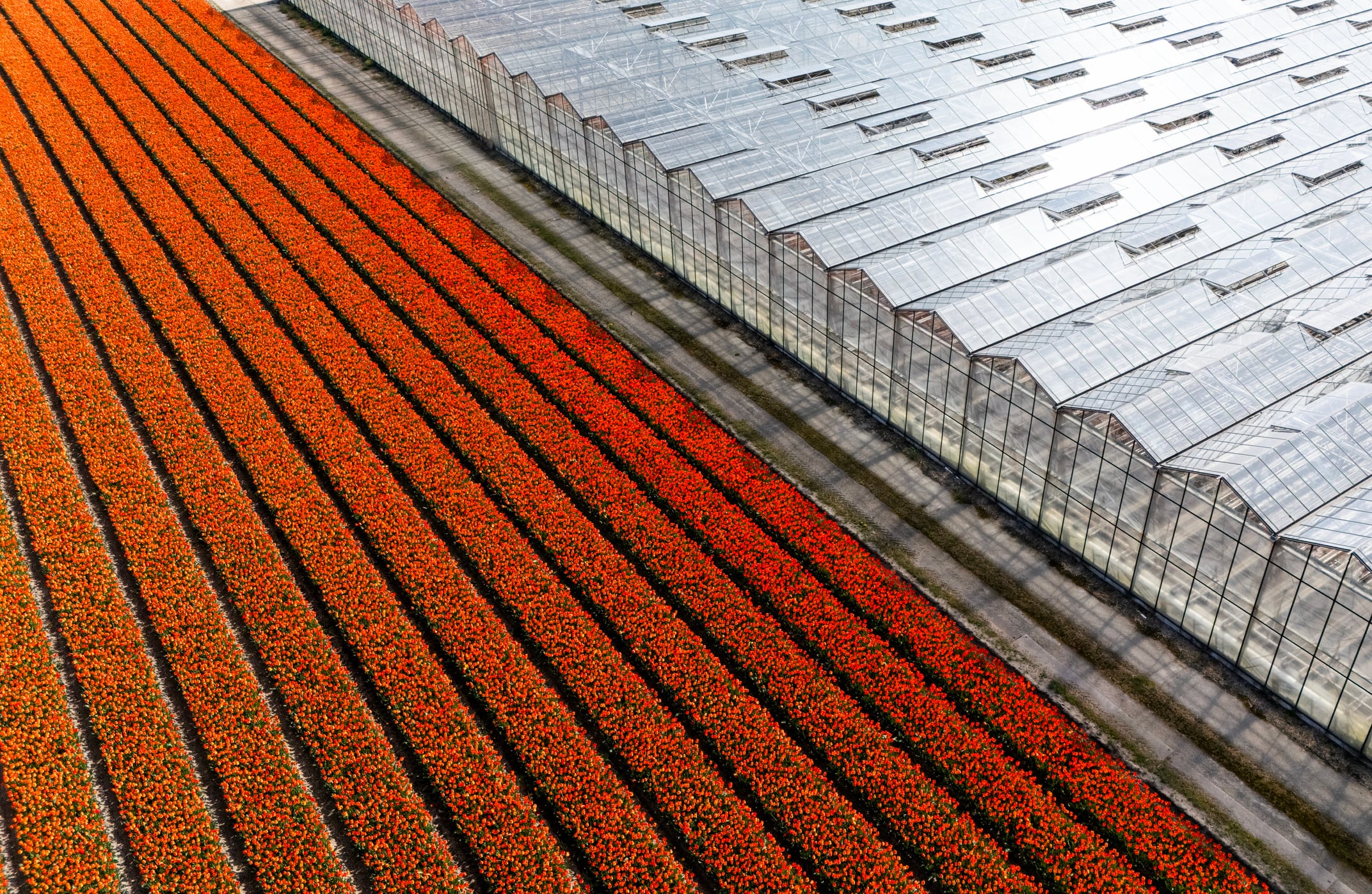 Dutch horticulture eyes tech to sustain its market grip