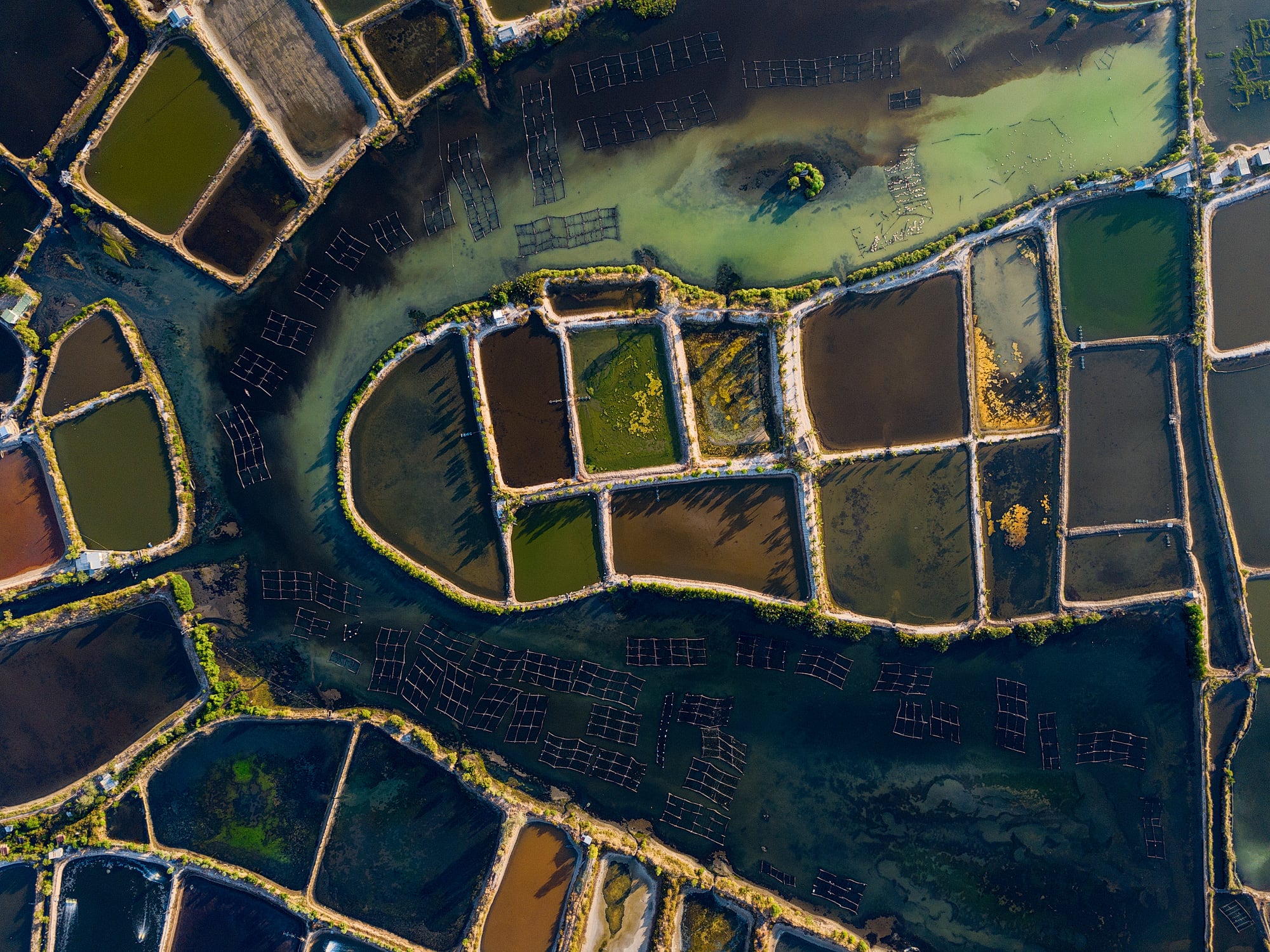 Aquaculture advance: JAH Cultura’s tech accelerates shrimp growth, lowers feed use