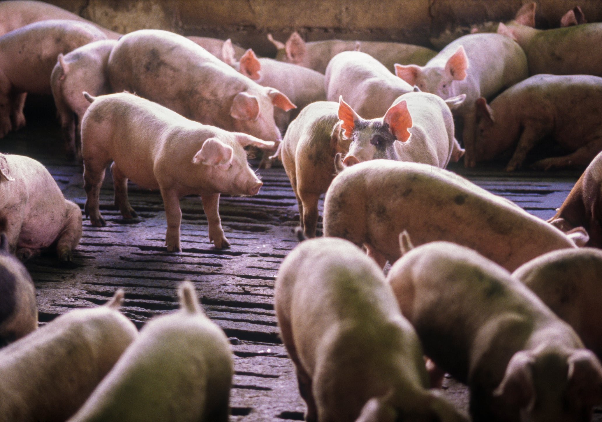 Gene-editing could eradicate PRRS in pigs - but will trade fears stall the breakthrough?