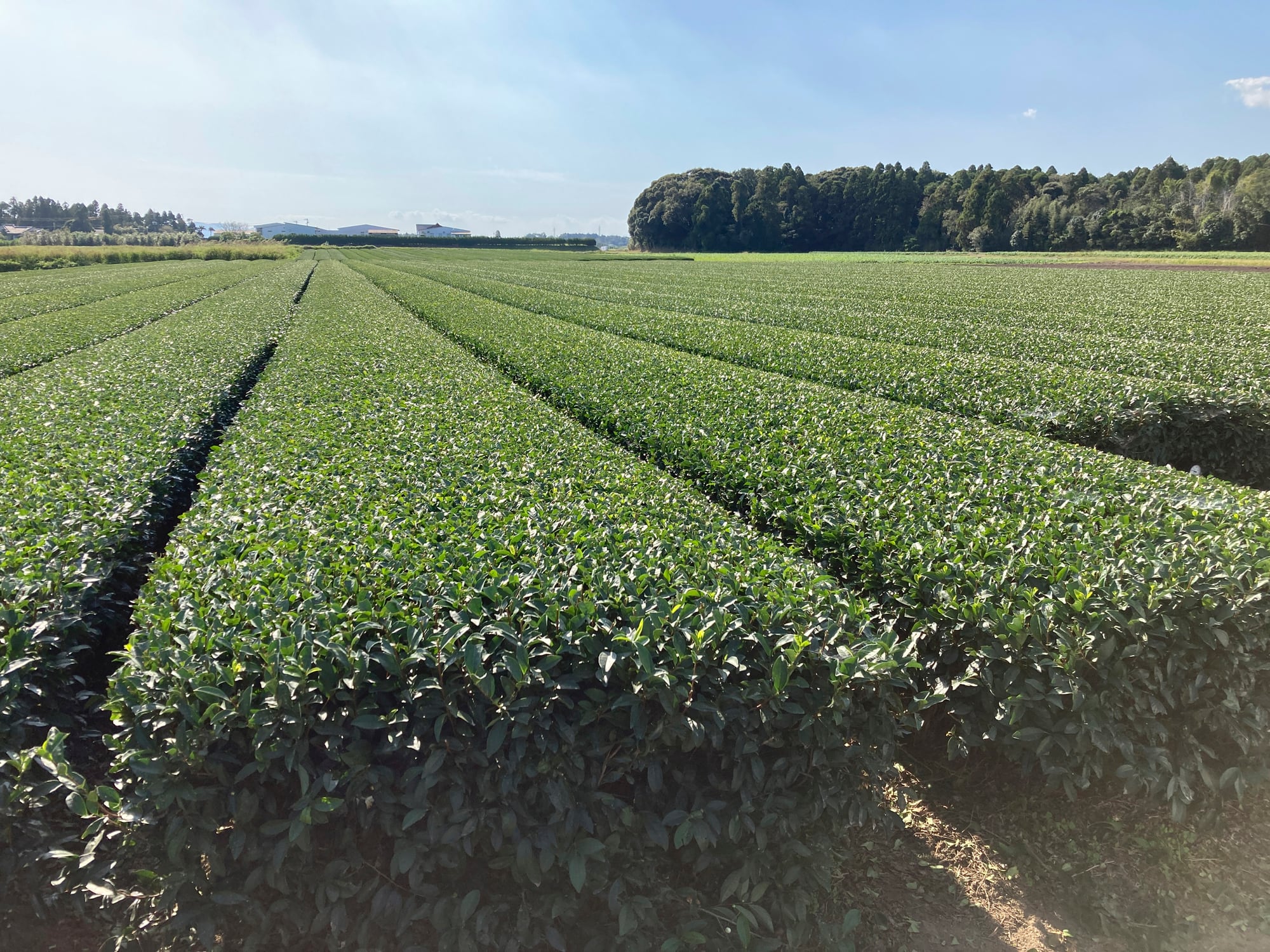 ‘A necessary step’: Suntory pilots regenerative farming to secure ingredient sourcing future
