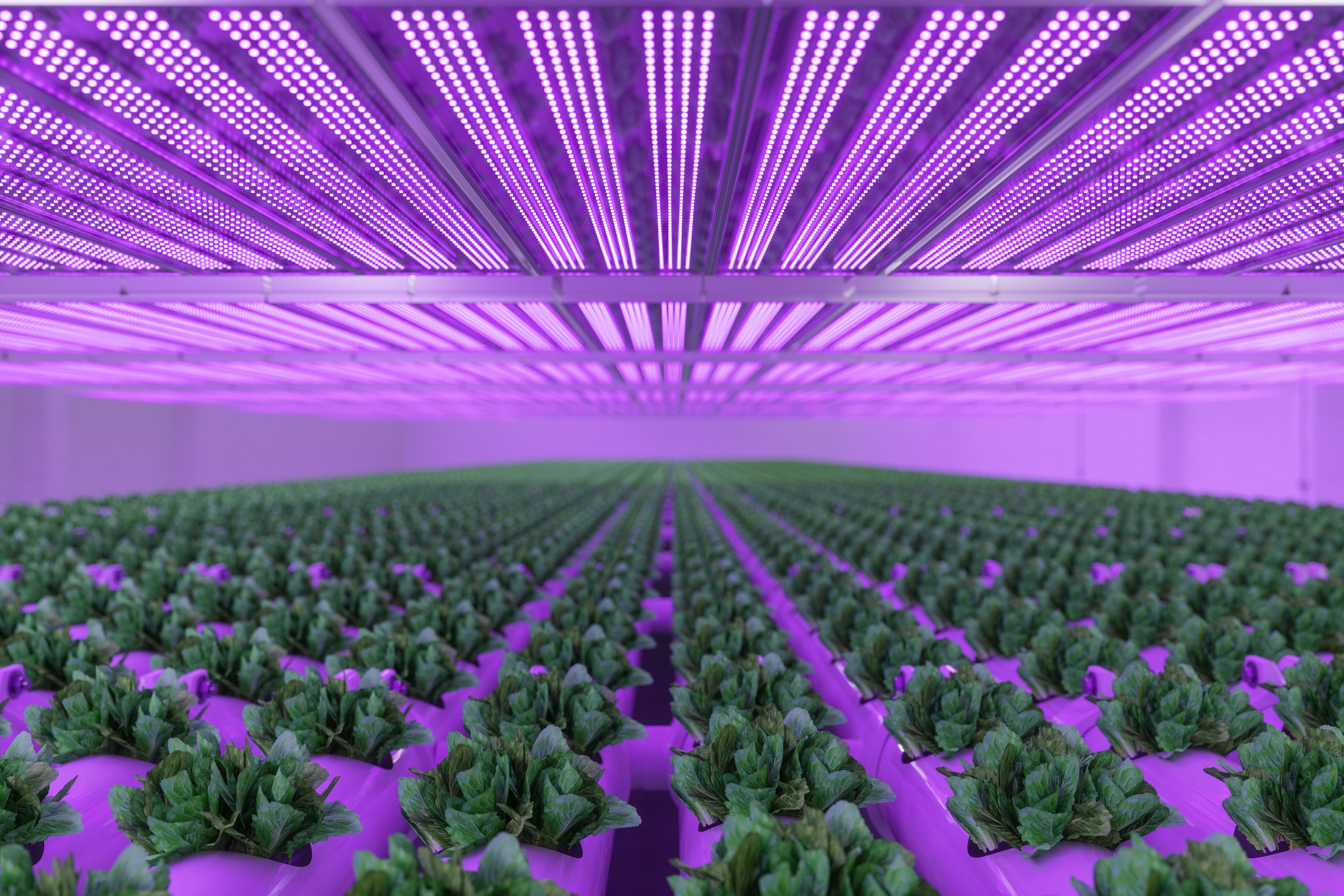 ‘We were lean, mean and scrappy’ – what do successful vertical farms look like today?