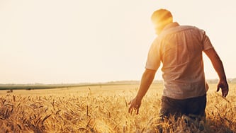 The mycotoxin landscape: Insights on the impacts of climate variability on mycotoxin risk