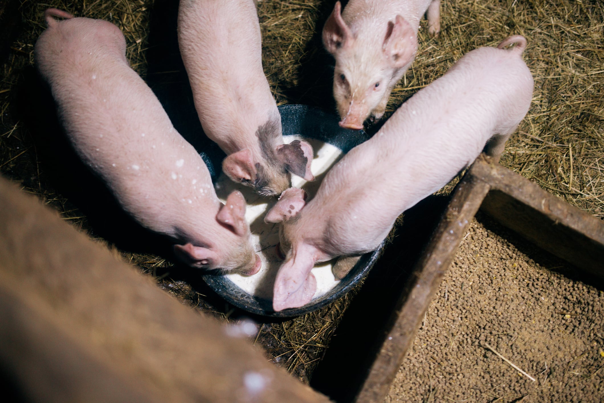 Does US approval of PRRS-resistant pigs signal a new era for livestock innovation?