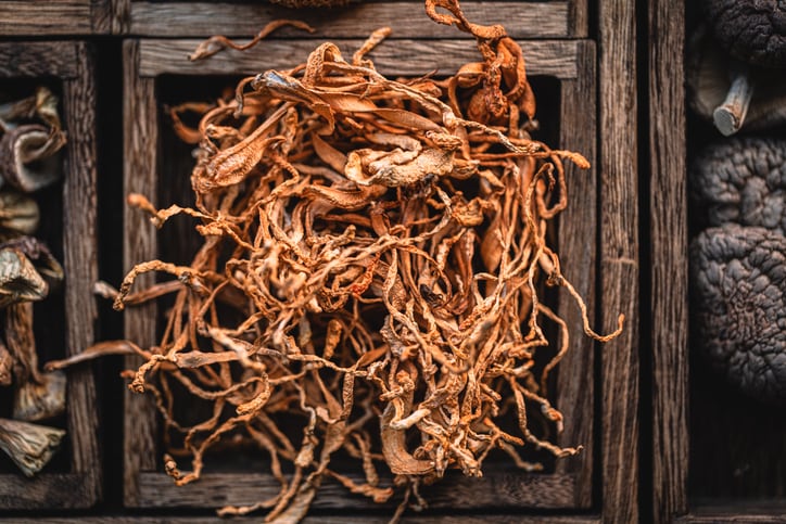 Fungi fix for mad cow? Mush& targets animal feed market with cordyceps protein to combat BSE