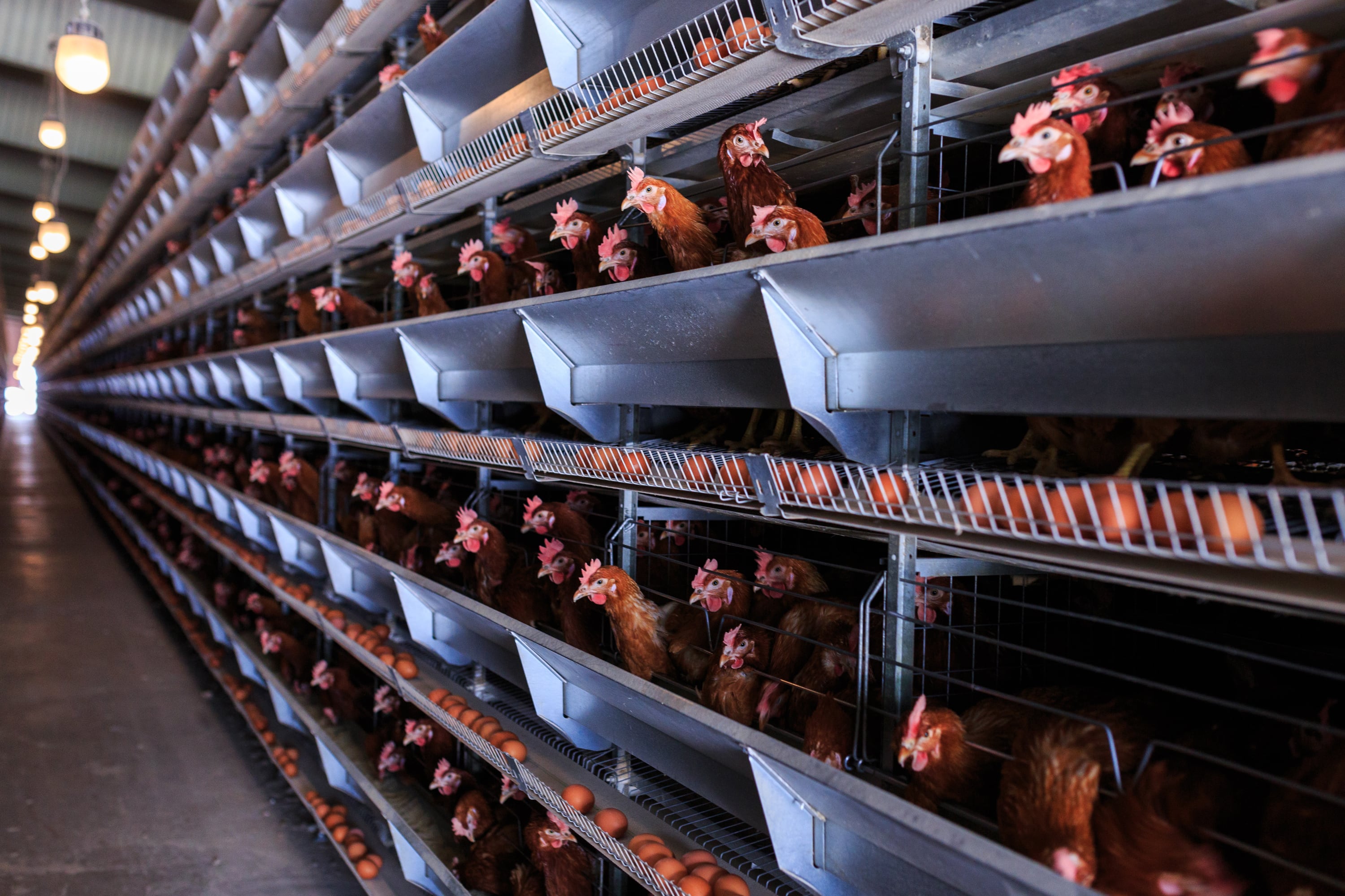 Study uncovers hidden dangers of toxin in diets for poultry