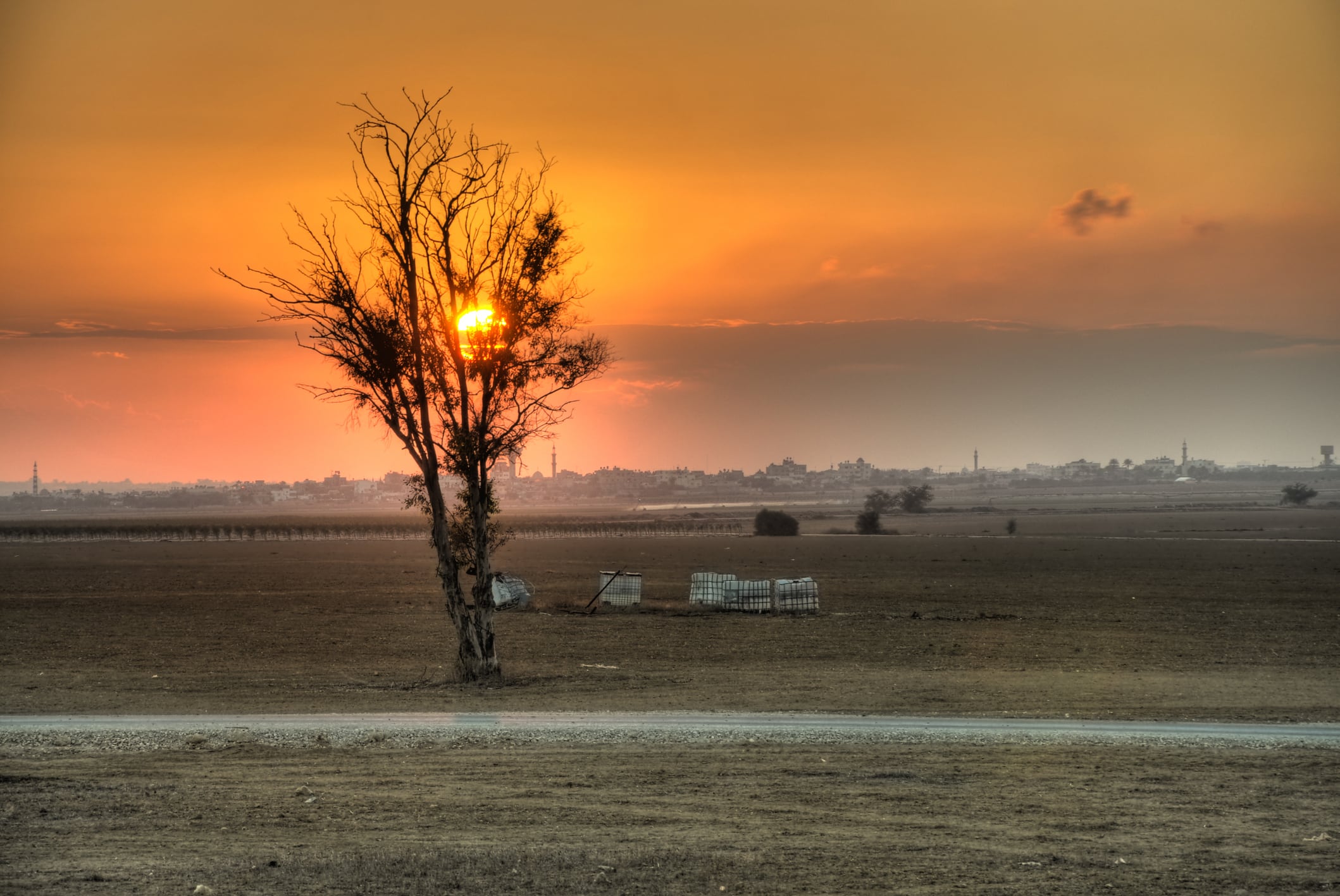 Agriculture in Gaza: what is left of farming in the ravaged territory?