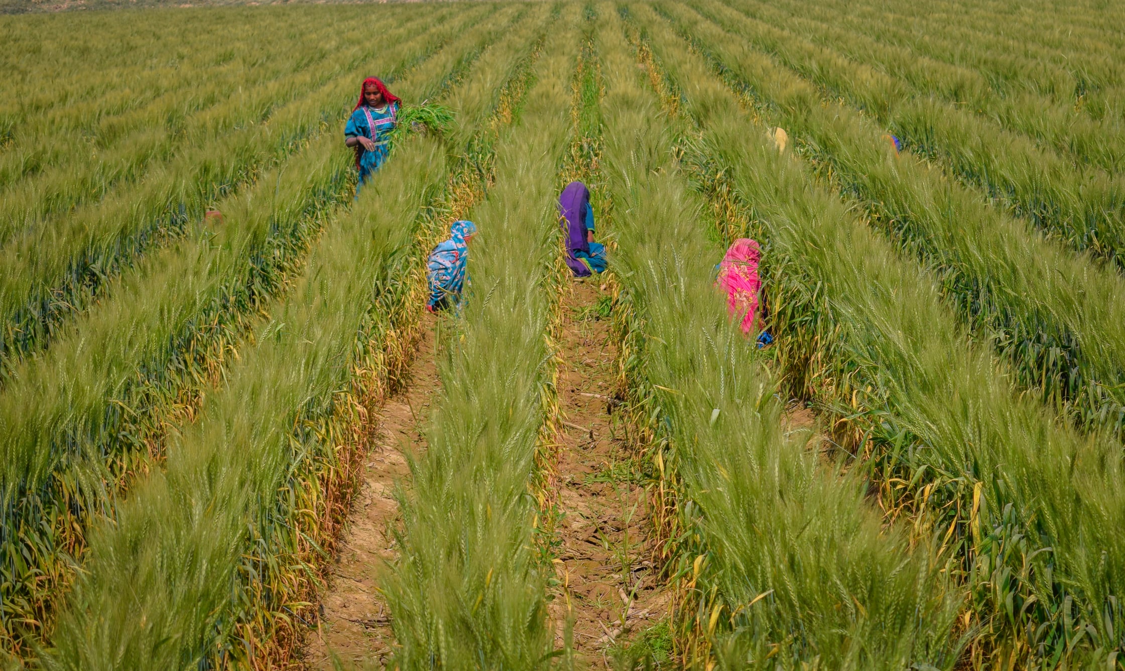 Building resilience: Two new initiatives aim to protect Pakistan’s agriculture from ‘climate crisis’