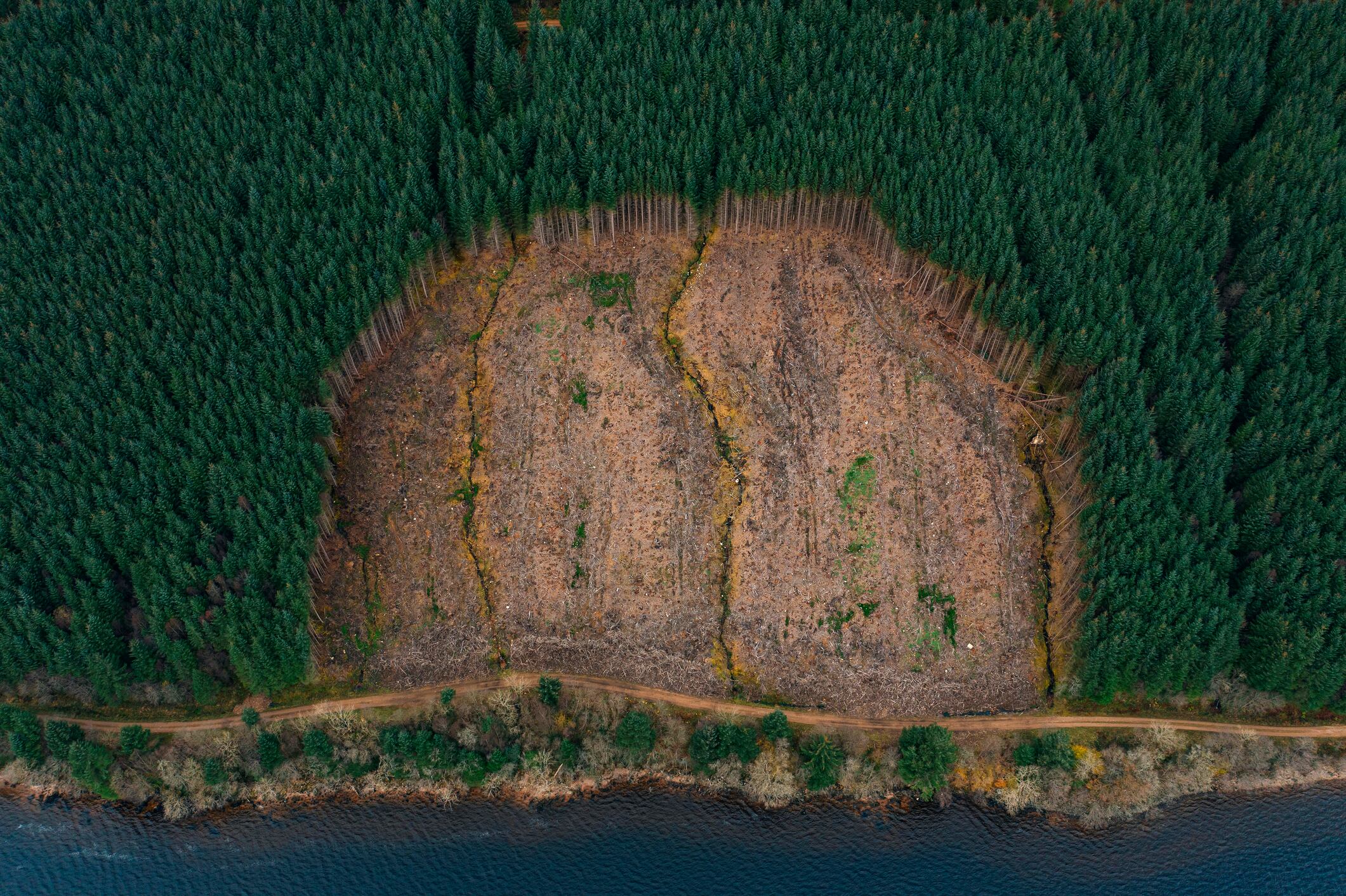 Start-up unveils open-data platform to boost deforestation transparency