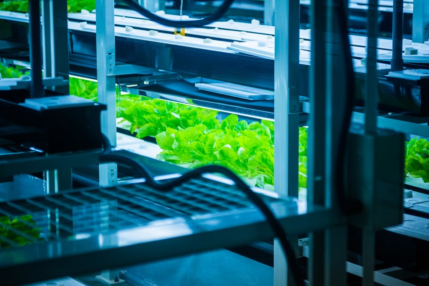 Freshwater alternative: Why seafood may be more suitable for saline aquaponics than crops