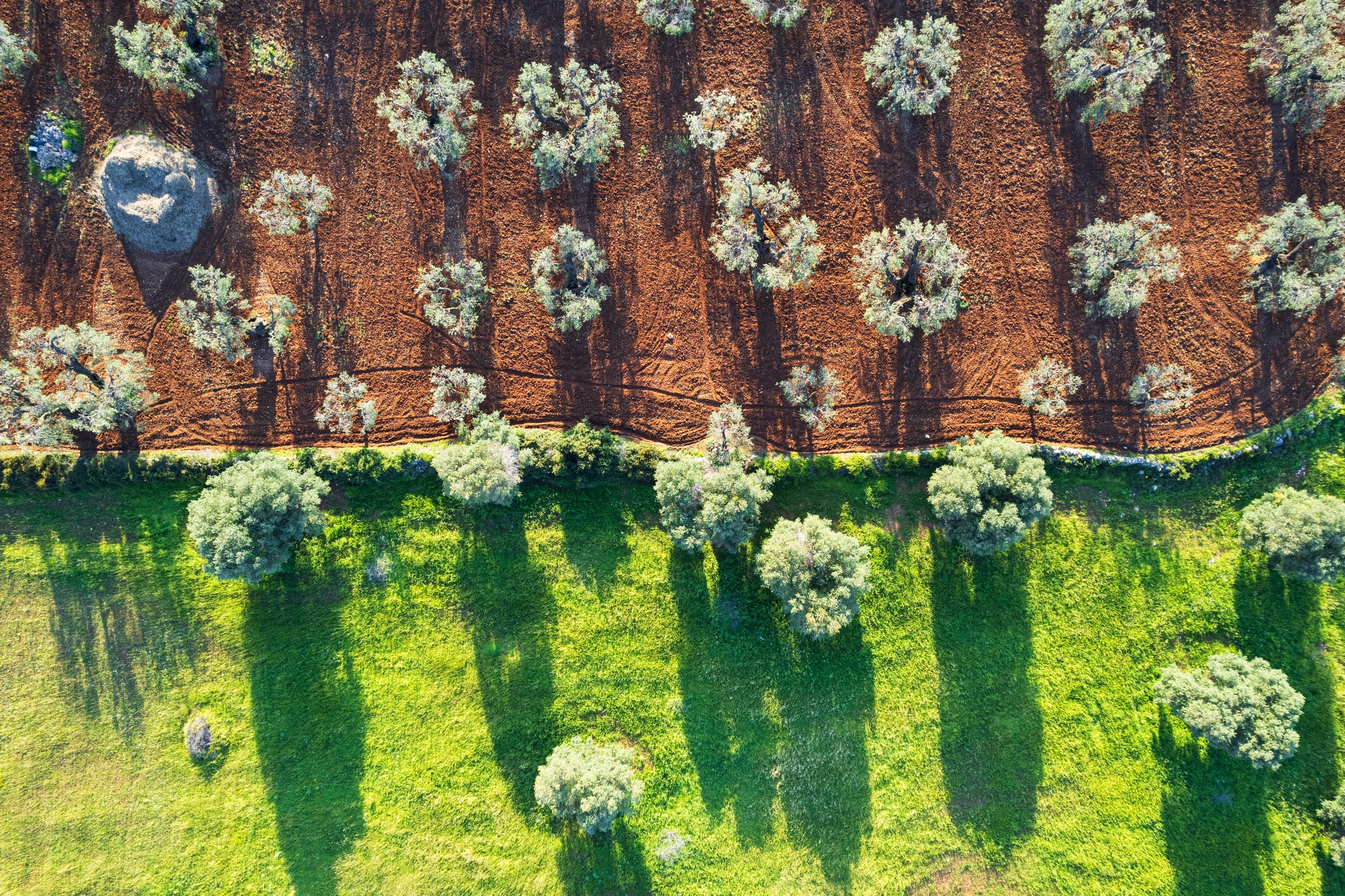 Regenerative farms ‘more productive and efficient’, European study shows