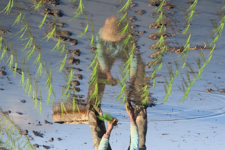 Blight banisher: Phytalix seeks regulatory nod in Asia after successful rice trials against BLB 