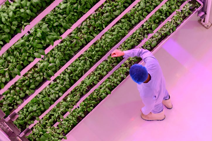 Smart lighting key to future-proofing vertical farming, say scientists