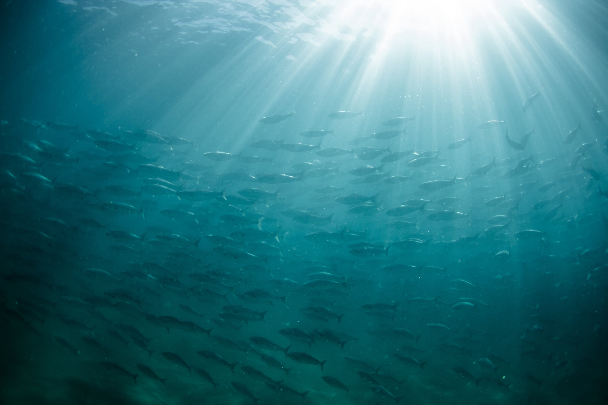 ‘Enforcement isn’t enough’: Philippines IUU fishing thrives with poor governance, legal gaps