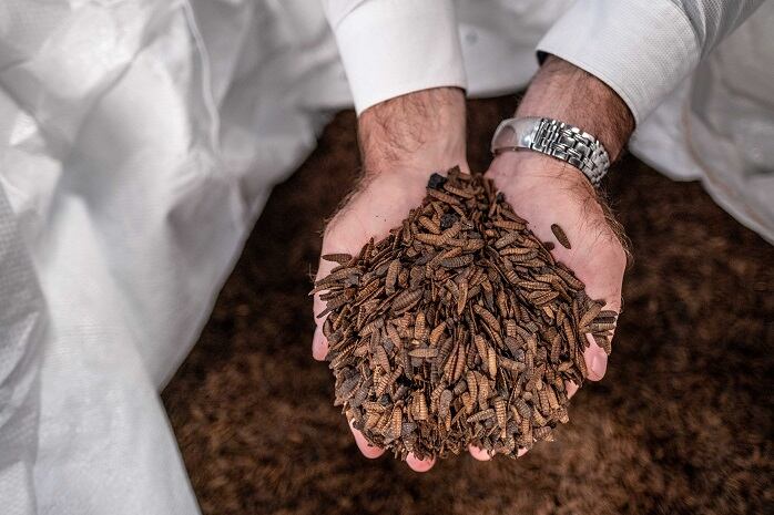 Study: Insect protein boosts trout immunity and lowers mortality