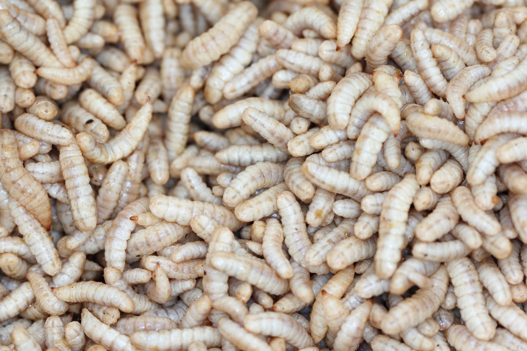 Verifying EFSA-authorized insects in EU feed and food supply chains