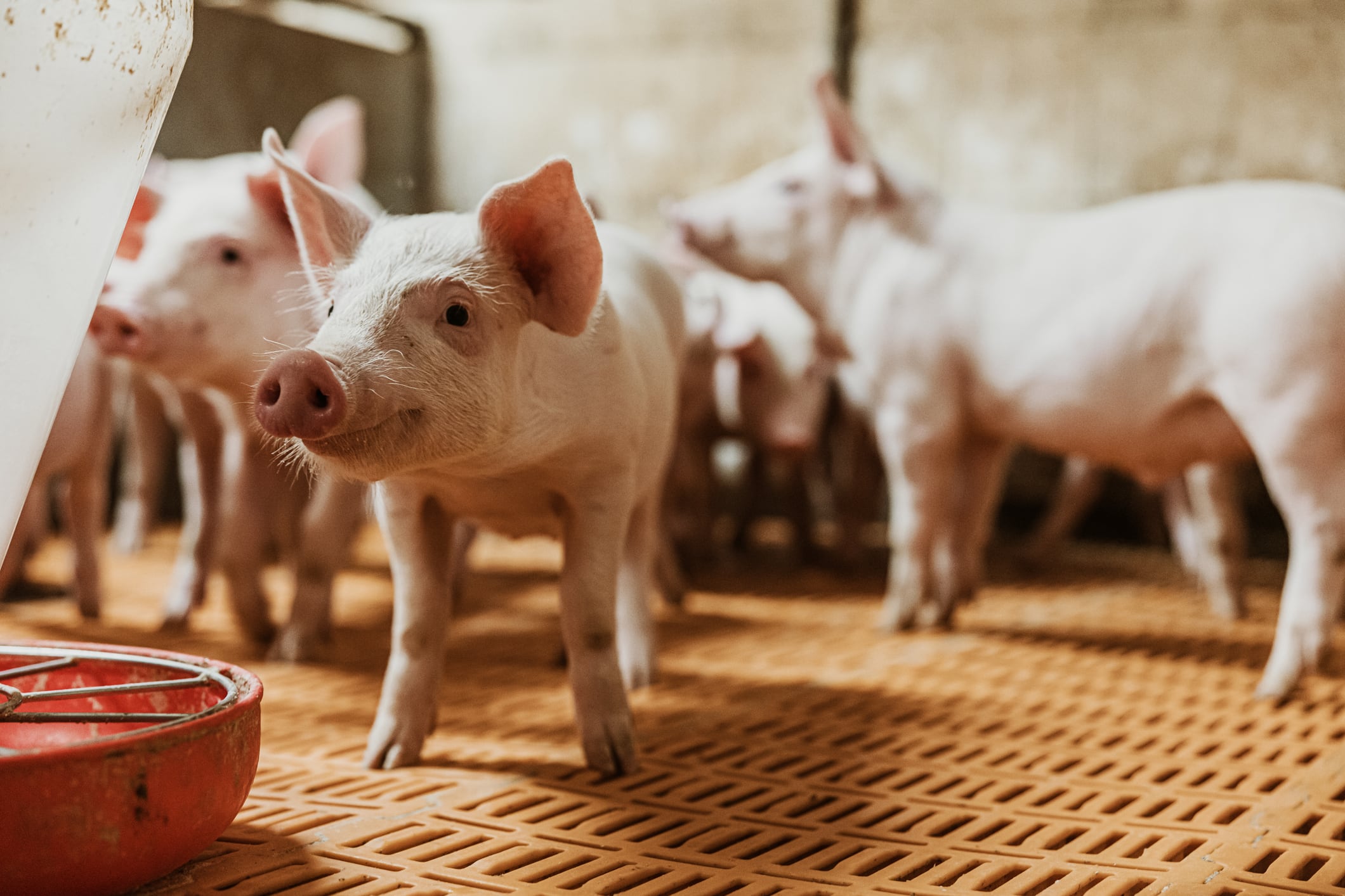 EU ban on sodium saccharin spurs innovation in swine nutrition