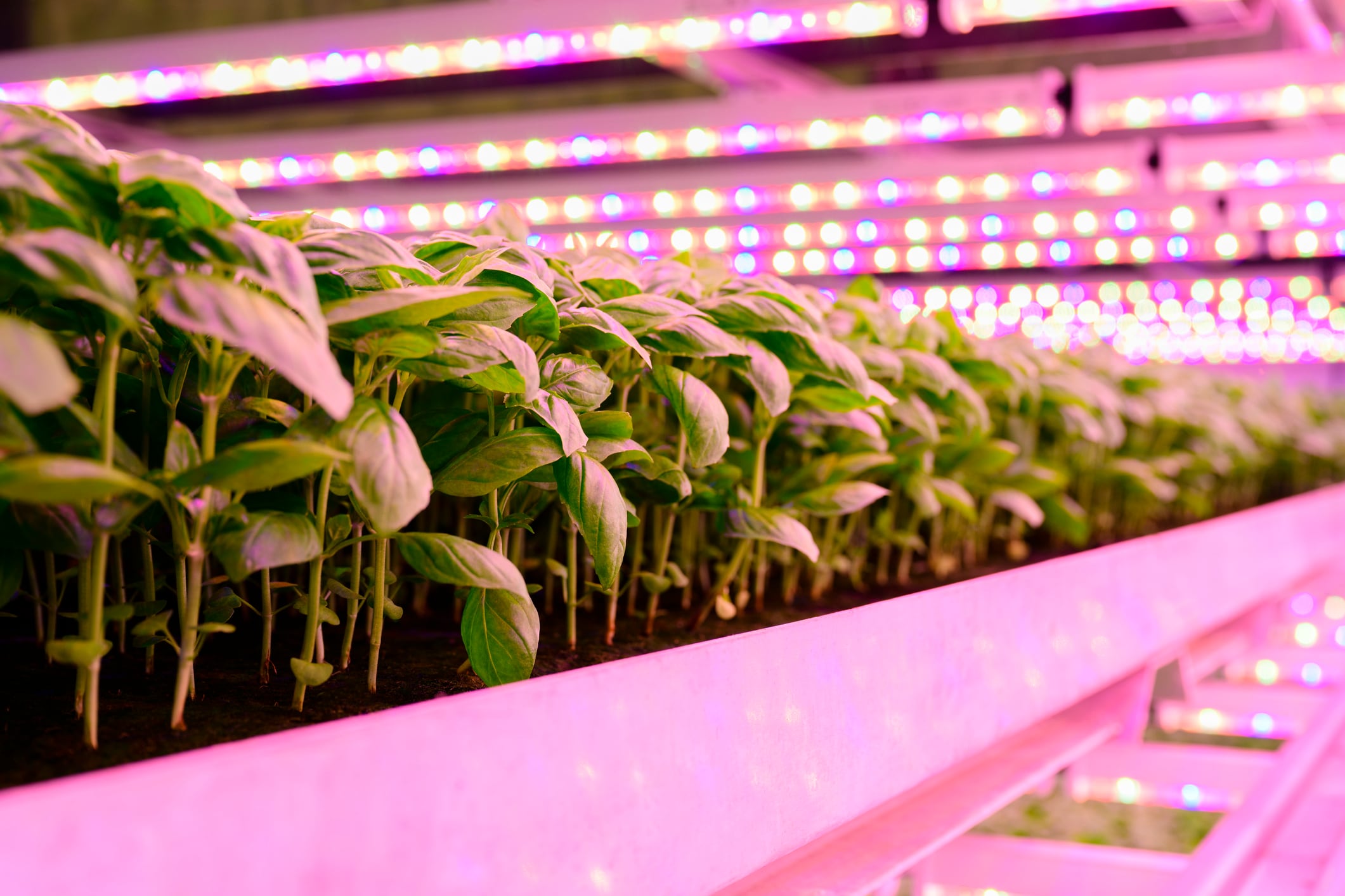 Plenty’s plight highlights need for new funding models in vertical farming