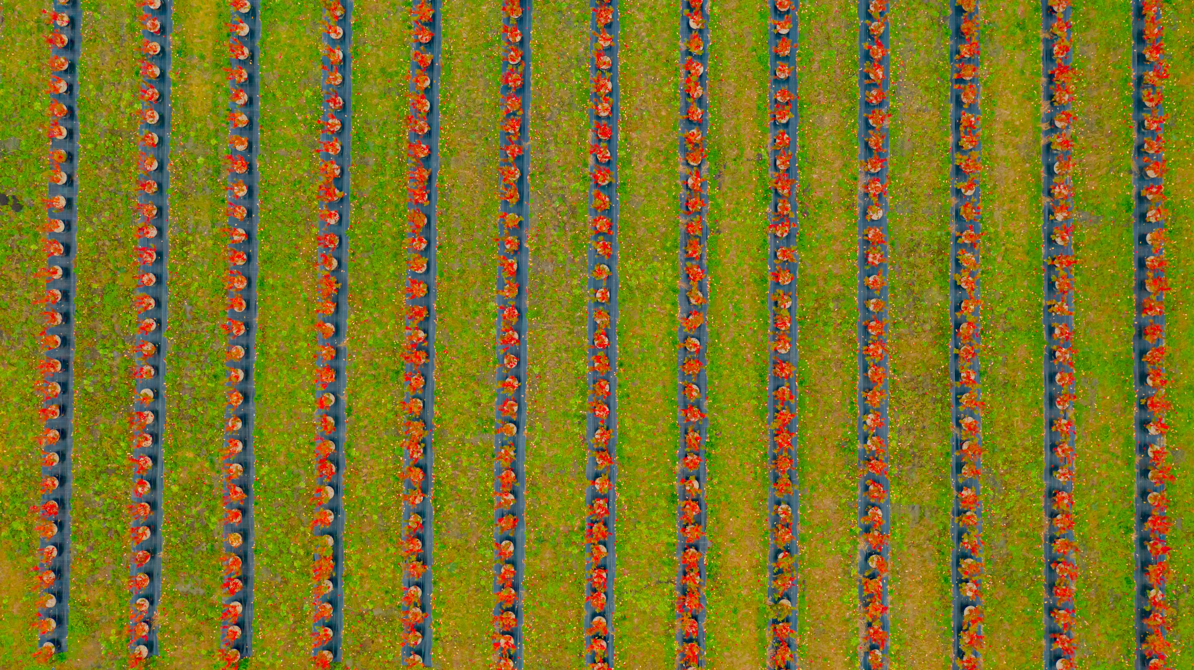 Superfruit unicorn Agrovision hires CTO as it doubles down on digital tech