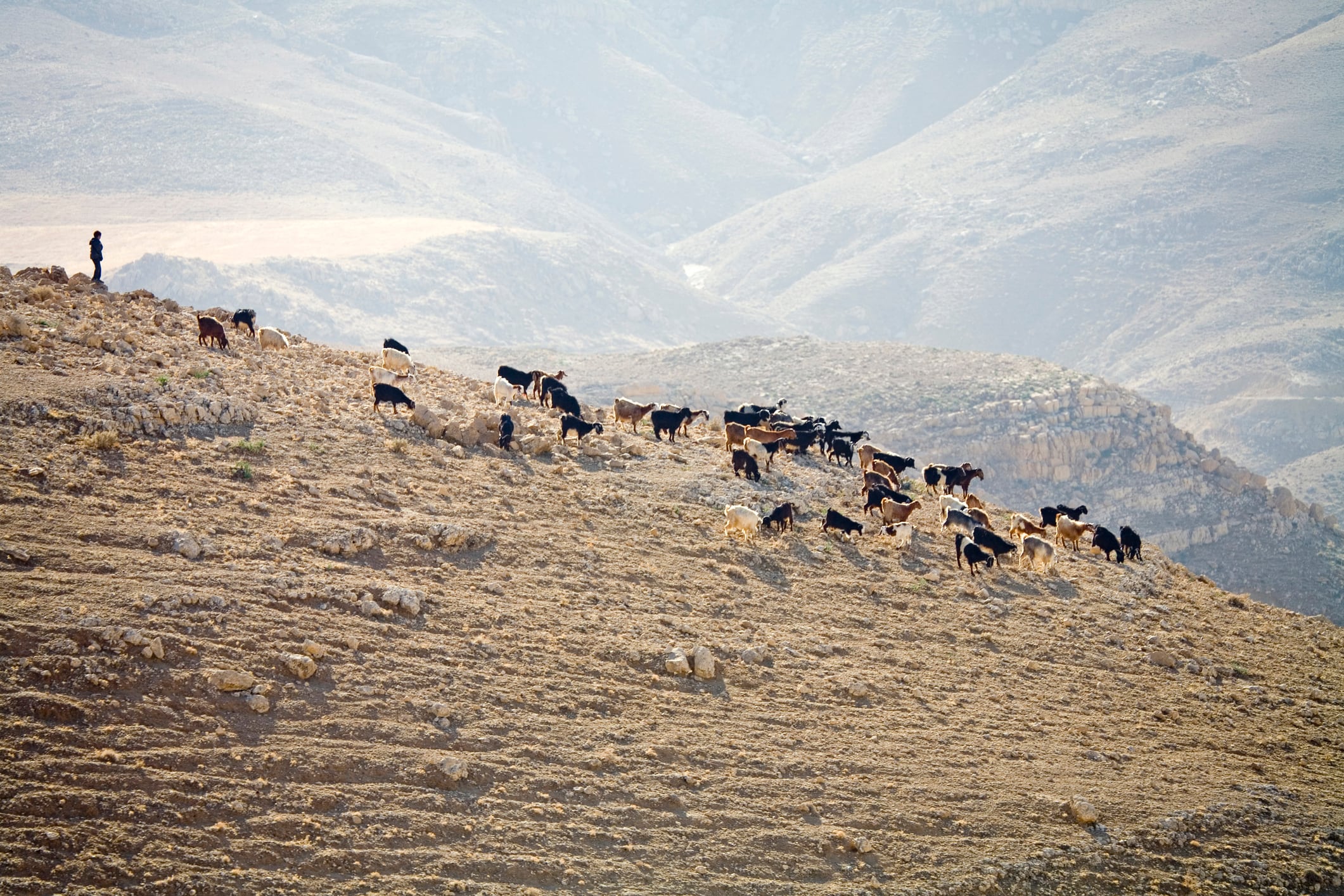 Dubai start-up Greener Herd launches Arabic-language app for digital tools in livestock