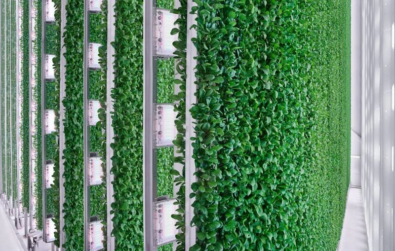 Can growing planes really cure vertical farming’s growing pains?