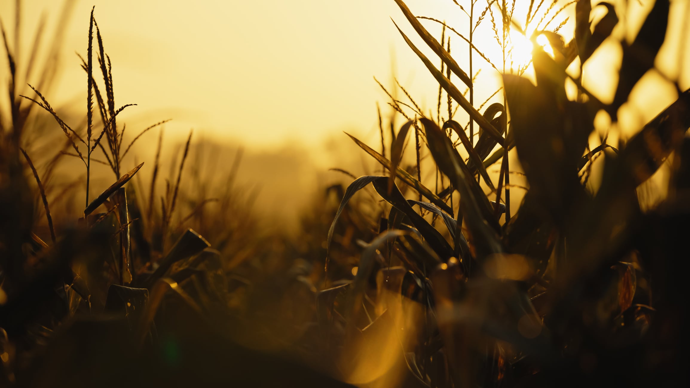 AI and gene editing poised to boost ‘stagnating’ corn yields: Inari