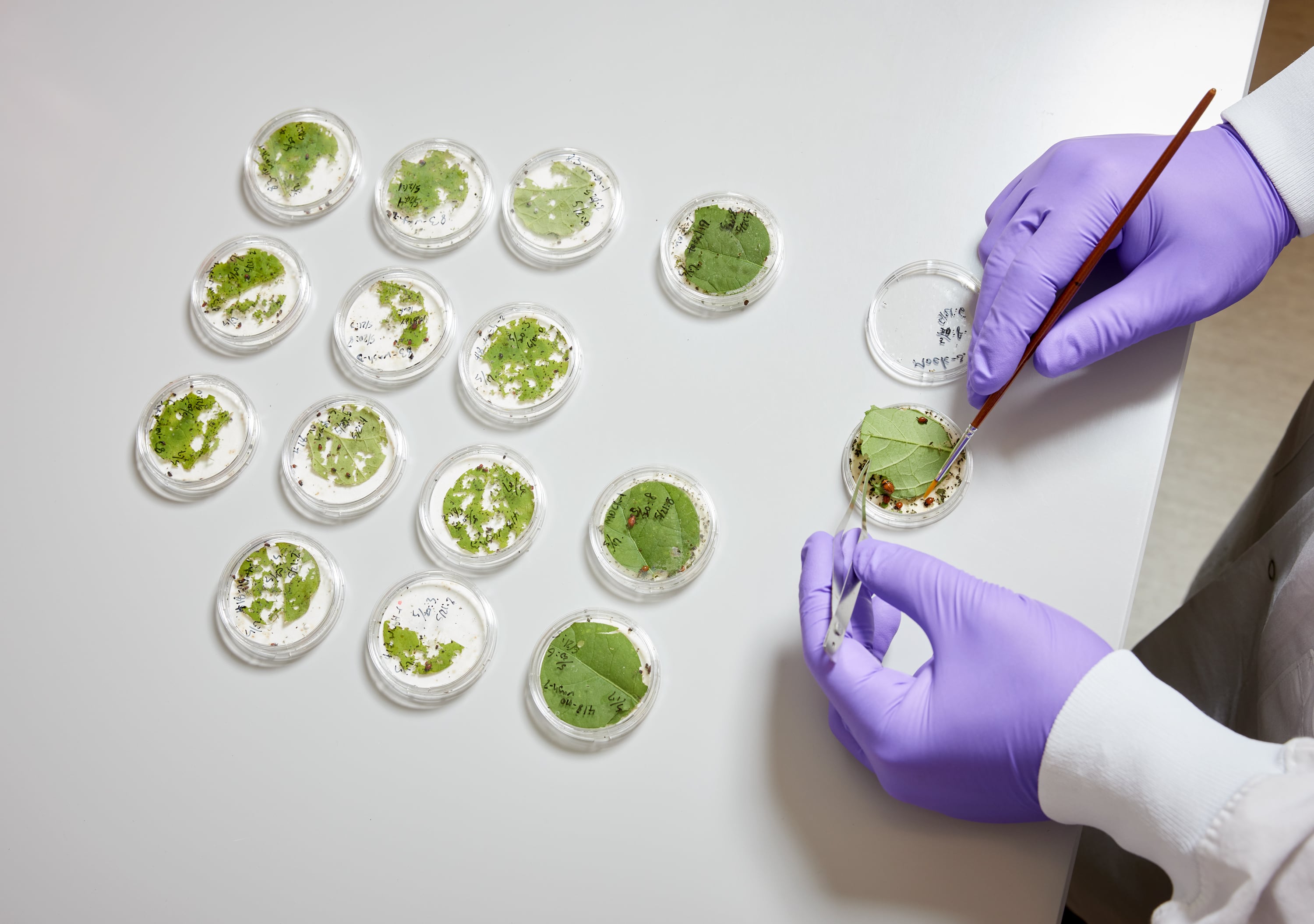 ‘There are so many things we can do with this’... Terrana Biosciences to unleash RNA-based crop protection