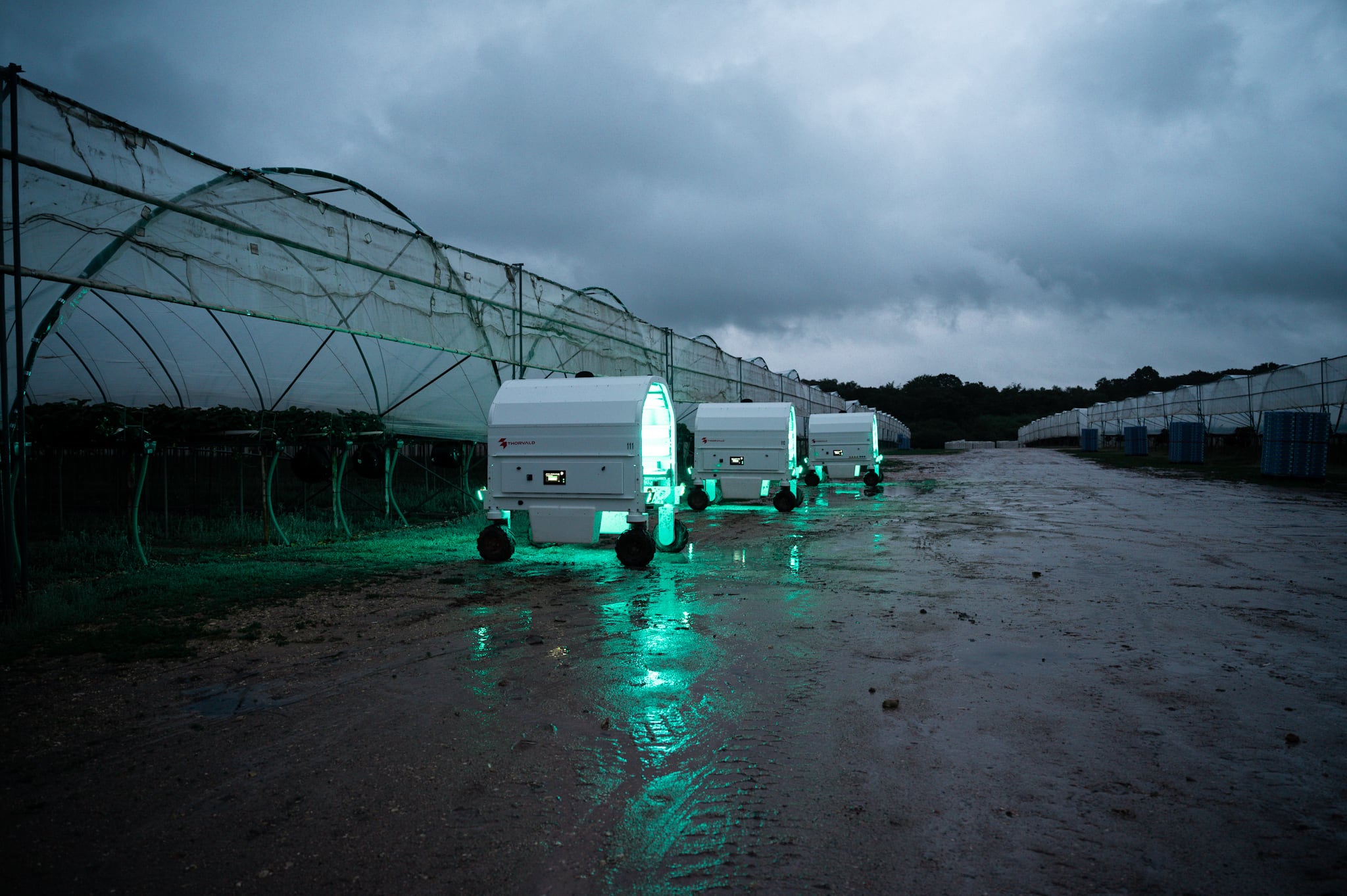 Saga Robotics unveils tie-up to drive actionable data for strawberry growers