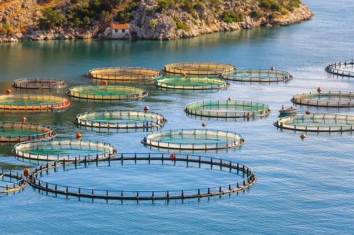 Aquaculture advancement: Thai Union project to improve shrimp supply sustainability certification