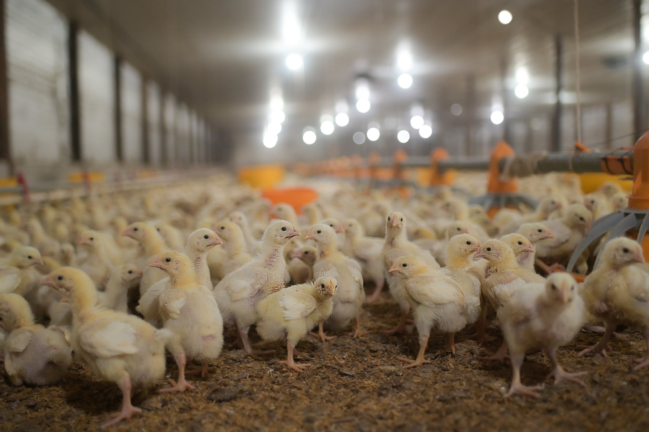 Can an engineered probiotic tackle necrotic enteritis? Yes, says BiomEdit