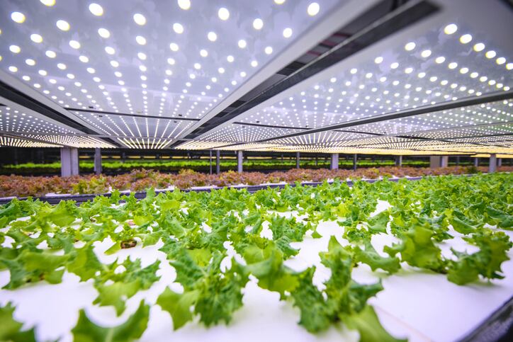 How AI can slash indoor farming energy use