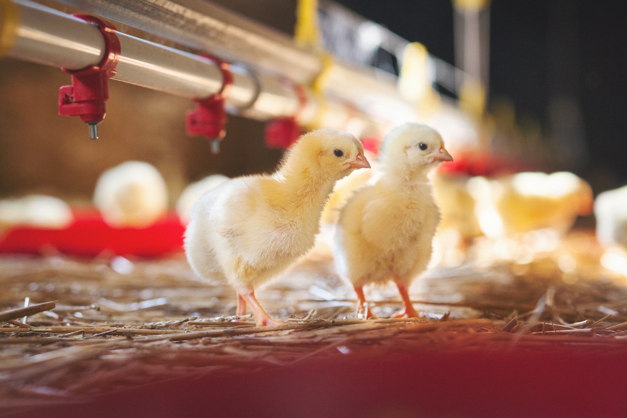 US poultry group adopts on-farm hatching technology