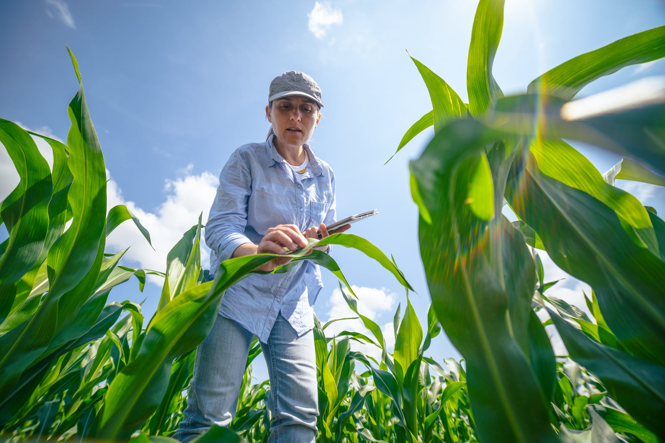 Climate change could exacerbate mycotoxin challenges