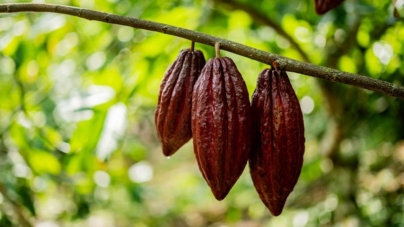 Pairwise licenses gene-editing platform to Mars to bolster cacao R&D