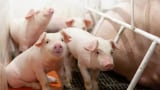 Mitigating nitrogen loss in pig farming: Enhancing performance, feed efficiency and sustainability