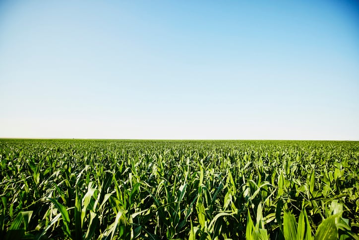 Study: Drones prove effective way to monitor maize re-growth