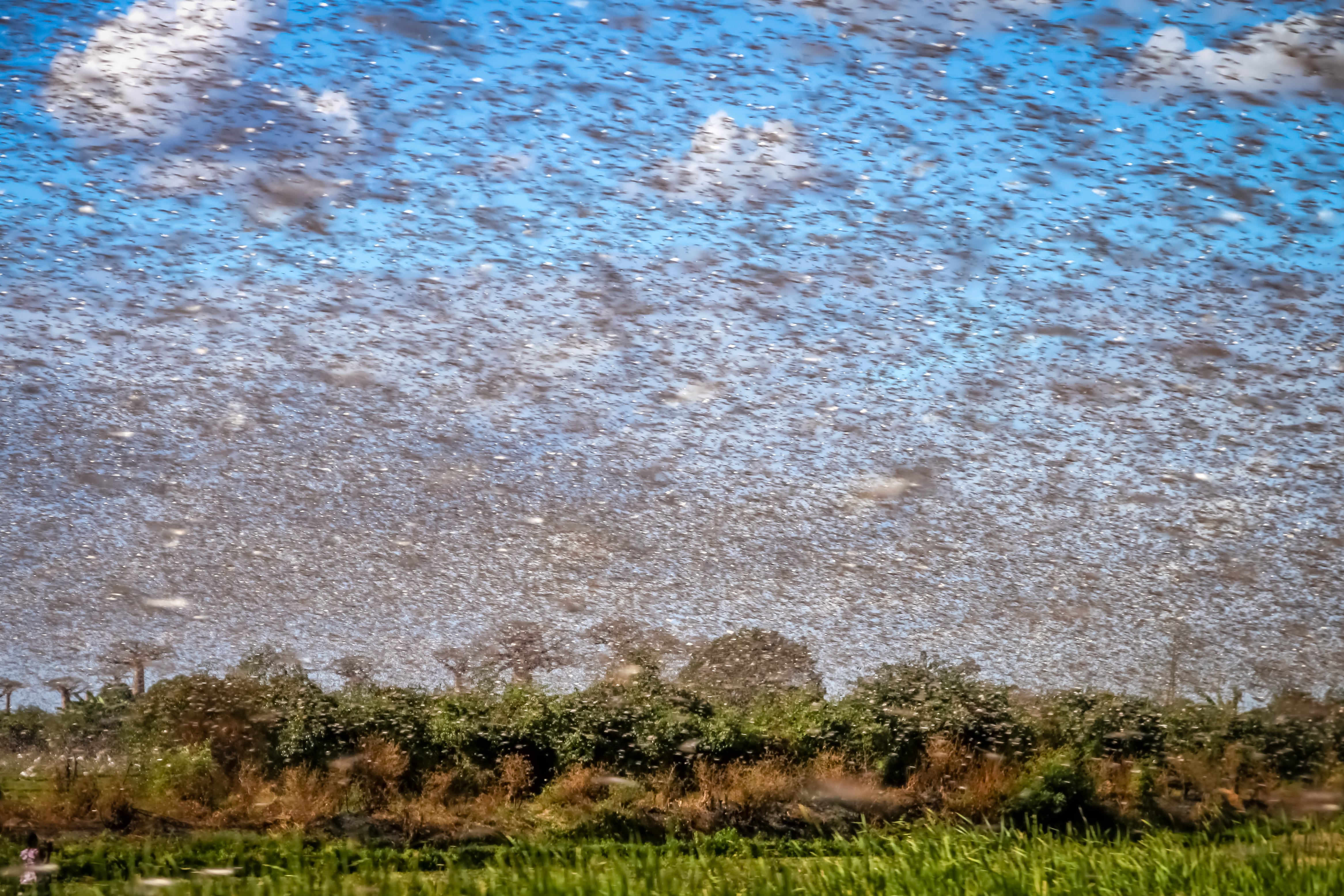 Early warning tool will help control huge locust swarms, say scientists