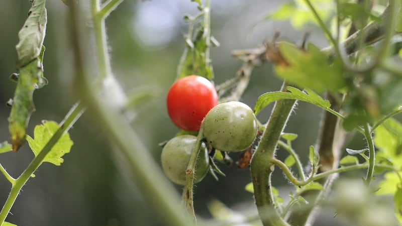 Nanoparticles for crop protection? Tecnologico de Monterrey shares research