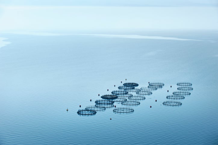 Global groups denounce latest Best Aquaculture Practices salmon farm standard as 'greenwash'
