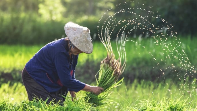 Climate adaptation: Ensuring food affordability, availability and production across APAC