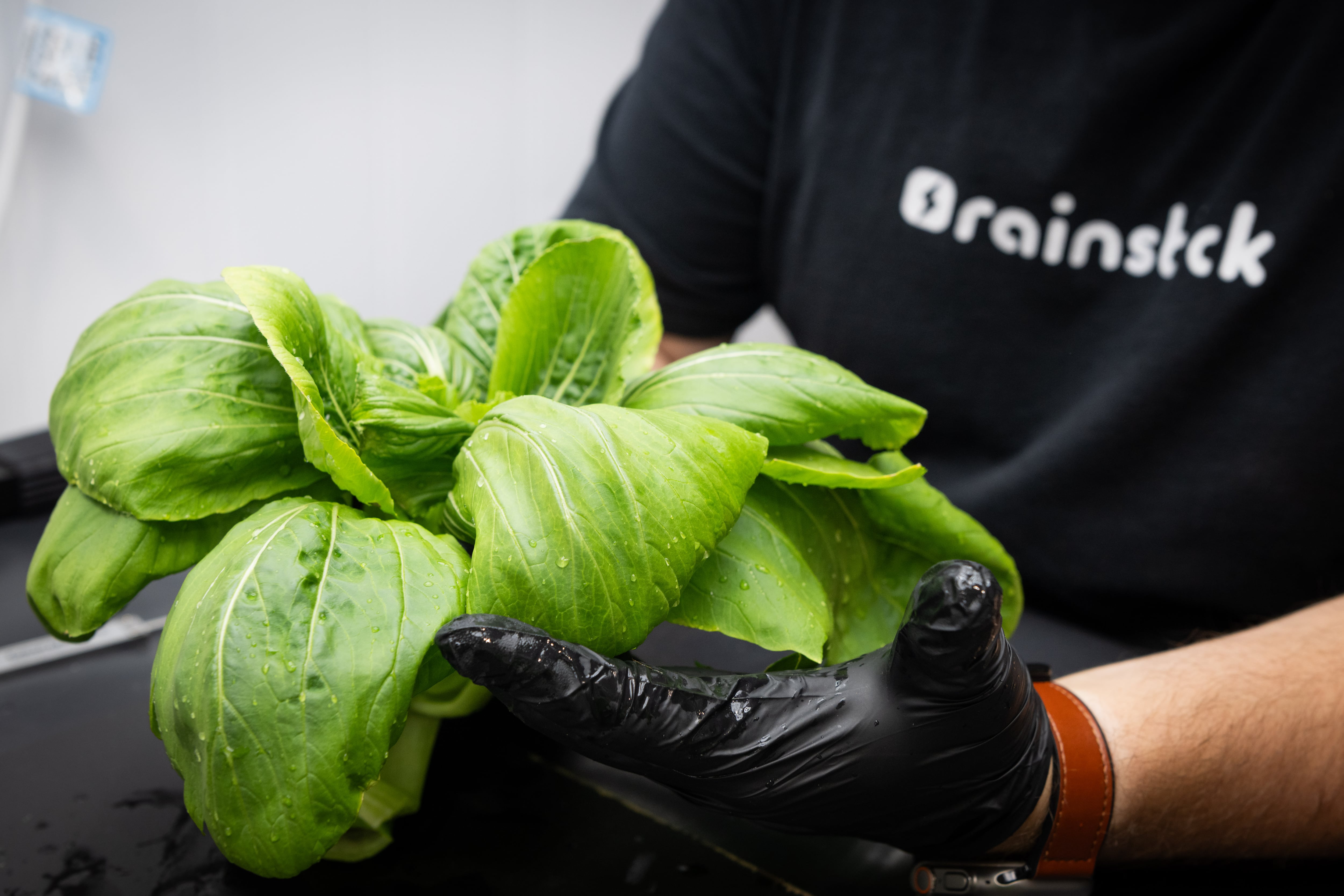 Rainstick gears up next phase of trials to convince industry of ag bioelectricity potential